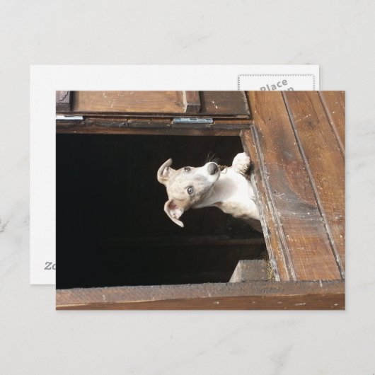 Rustic Whippet Briefkaart (Voorkant / Achterkant)