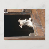 Rustic Whippet Briefkaart (Voorkant)