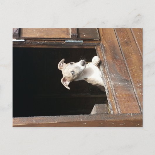 Rustic Whippet Briefkaart (Voorkant)