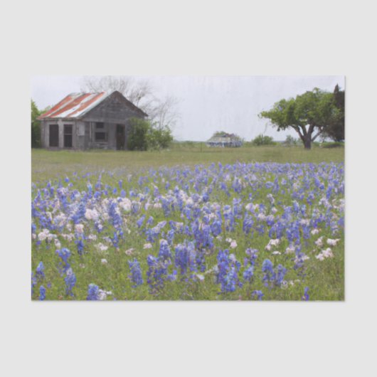 Rustiek Boerderij Texas Bluebonnets decoupage Tissuepapier (Voorkant)
