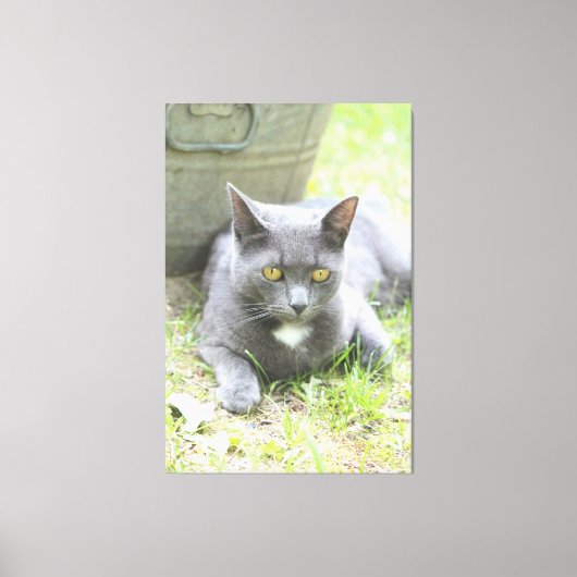 Rustiek ontwerp grijze kat canvas afdruk (Voorkant)