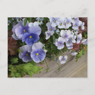 Rustiek Paarse Pansy Floral Briefkaart