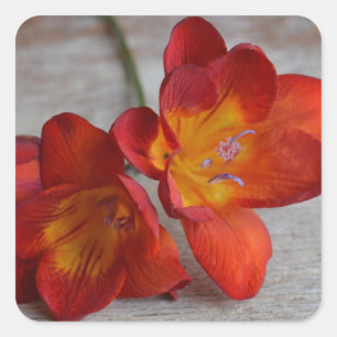 Rustiek Sinaasappel Freesia Bloem Stickers