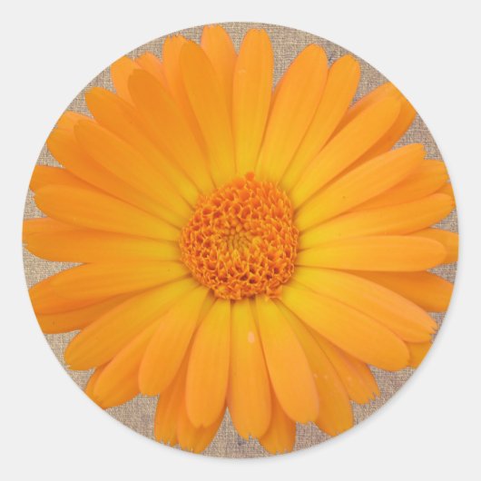 Rustiek Sinaasappel Gerber Daisy Ronde Stickers Af (Voorkant)