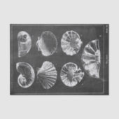 Rustiek strand frans land krijtbord schelpen tissuepapier (Voorkant)