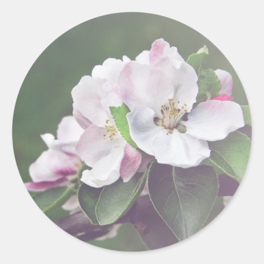 Rustieke appelboom bloesems lente Stickers (Voorkant)