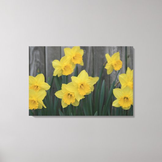 Rustieke Daffodil Flower Country Garden Fence Foto Canvas Afdruk (Voorkant)