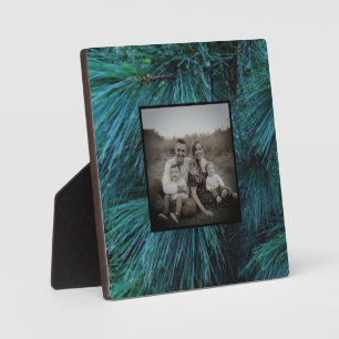 Rustieke dennenbomen dennenbos groen groenblijvend fotoplaat