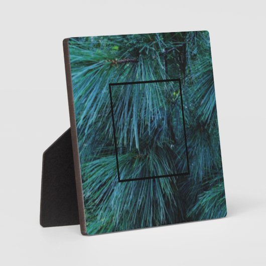 Rustieke dennenbomen dennenbos groen groenblijvend fotoplaat (Voorkant)