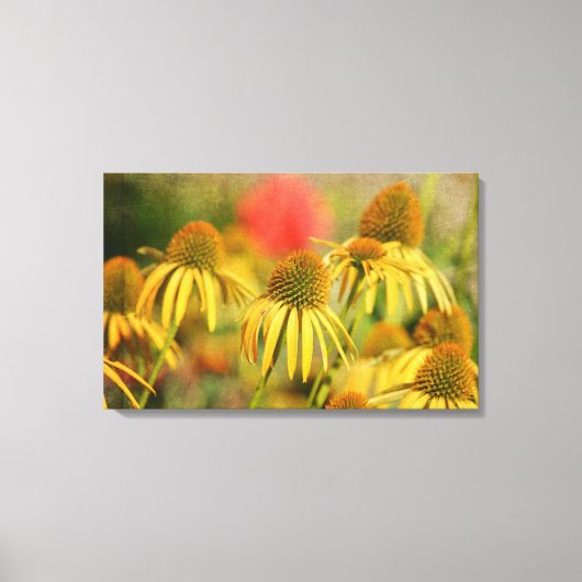 Rustieke Echinacea bloemen Canvas Afdruk (Voorkant)