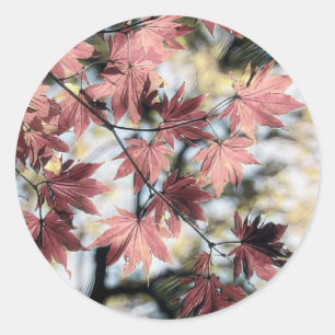 Rustieke herfst esdoorn laat roestig rood roze bru ronde sticker