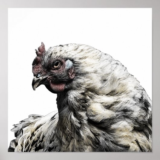 Rustieke kip minimalistische moderne landelijke bo poster (Voorkant)