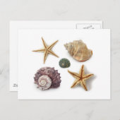 Rustieke kuststrand chique zeeschelp zeesterren briefkaart (Voorkant / Achterkant)