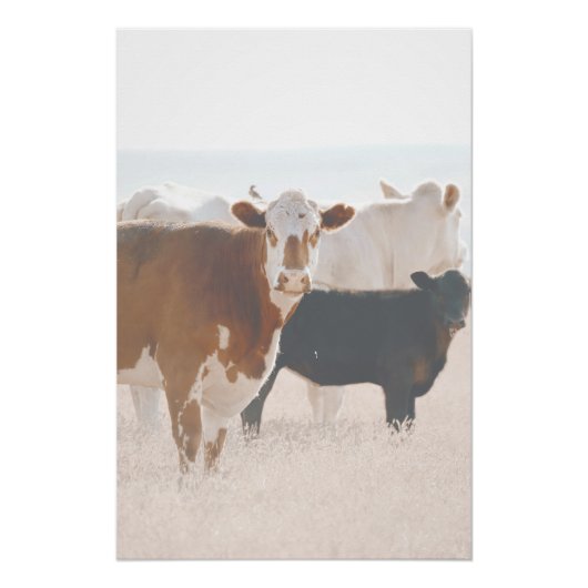 Rustieke land Koeien in het veld Perfect Poster (Voorkant)