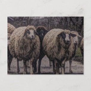 Rustieke landweg ranch boerderij kudde schapen briefkaart