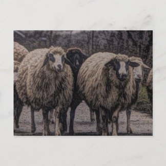 Rustieke landweg ranch boerderij kudde schapen briefkaart