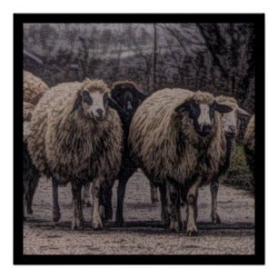 Rustieke landweg ranch boerderij kudde schapen perfect poster