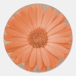 Rustieke Perzik Daisy Flower Ronde Stickers Afdich
