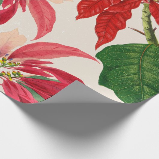 Rustieke Rode Waterverf Poinsettia Bloemengroen Cadeaupapier (Hoek)