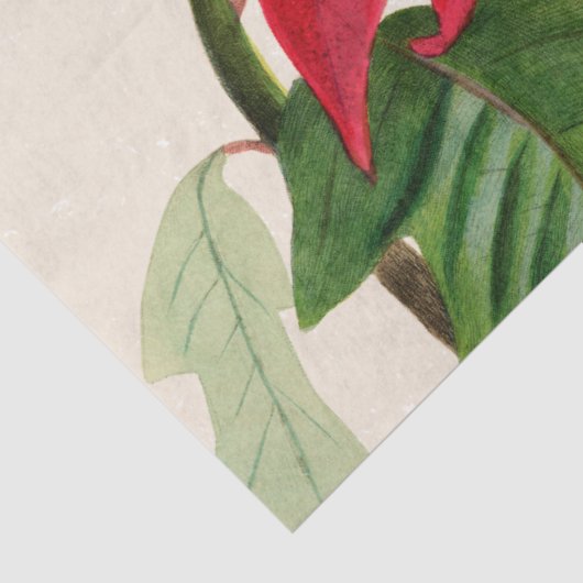 Rustieke Rode Waterverf Poinsettia Bloemengroen Tissuepapier (Detail)