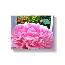  Rustieke Roze Pioenbloem