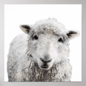 Rustieke schapen minimalistisch modern land boerde poster (Voorkant)