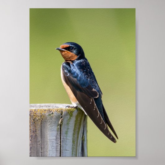 Rustieke Serenity Barn Swallow op Houten Omheining Poster (Voorkant)