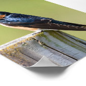 Rustieke Serenity Barn Swallow op Houten Omheining Poster (Hoek)