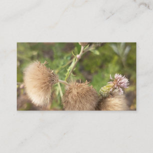 Rustieke Wilde Distel Botanische Visitekaart Visitekaartje