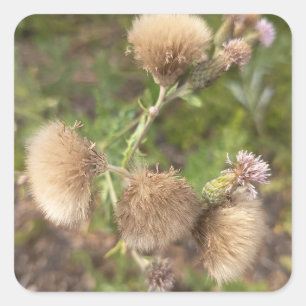 Rustieke Wilde Distel Sierplaat voor Natuur Vierkante Sticker