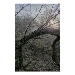 Rustig Boslicht – Minimalistische Natuurfotografie Perfect Poster