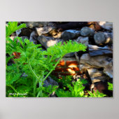 Rustig Citronella Blad Poster (Voorkant)