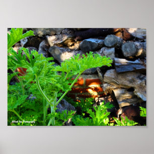 Rustig Citronella Blad Poster