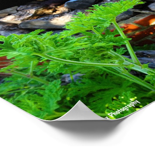 Rustig Citronella Blad Poster (Hoek)