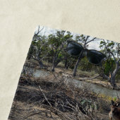 Rustig moment: Australische kangoeroe bij Billabon Strandlaken (In situ)