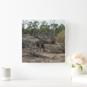 Rustig moment: Australische kangoeroe bij Billabon Vierkante Klok (Huis)