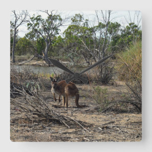 Rustig moment: Australische kangoeroe bij Billabon Vierkante Klok