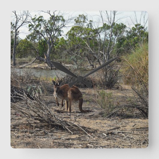 Rustig moment: Australische kangoeroe bij Billabon Vierkante Klok (Voorkant)