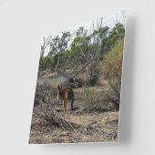 Rustig moment: Australische kangoeroe bij Billabon Vierkante Klok (Hoek)