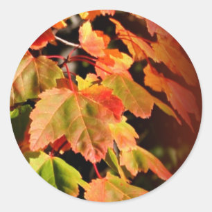 Rustige Herfst in liefdesweddenschapskist Ronde Sticker