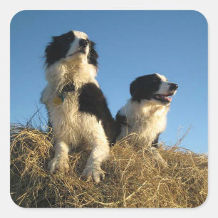 Rustige hond van de zwarte en witte rand van de co vierkante sticker