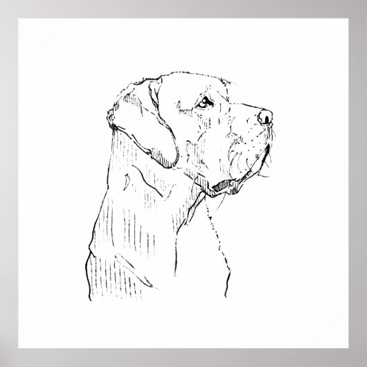 Rustige Labrador Retriever Muurkunst, Handgetekend Poster (Voorkant)