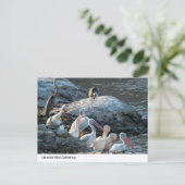Rustige Lakeside Bird Gathering - Natuur Briefkaar Briefkaart (Staand voorkant)
