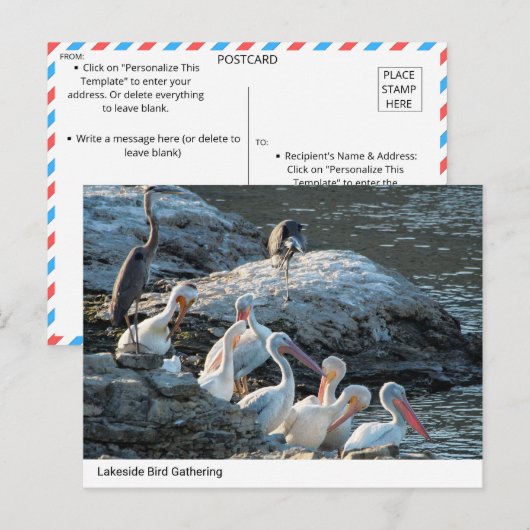 Rustige Lakeside Bird Gathering - Natuur Briefkaar Briefkaart (Voorkant / Achterkant)