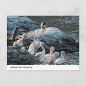 Rustige Lakeside Bird Gathering - Natuur Briefkaar Briefkaart (Voorkant)