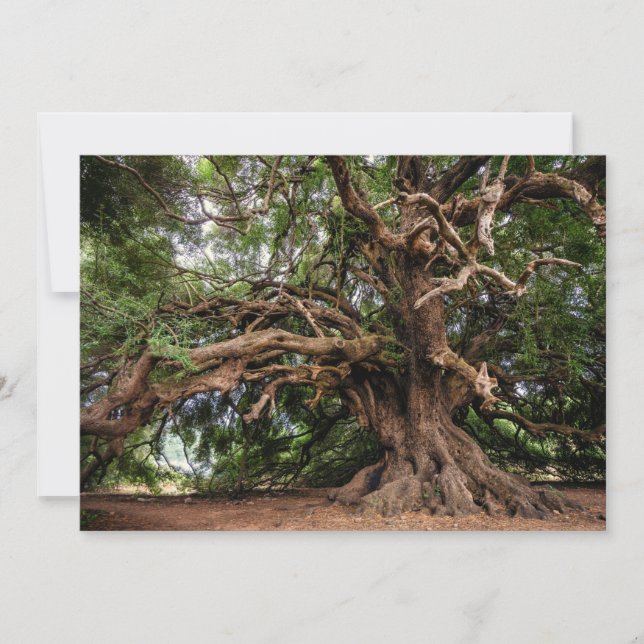 Rustige Olijfboom (Voorkant)