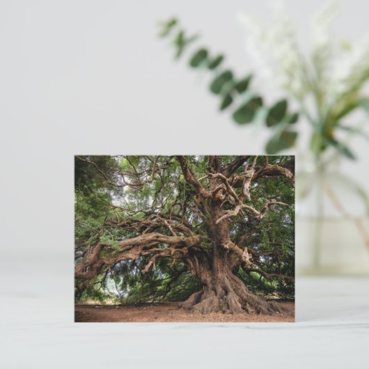 Rustige Olijfboom Briefkaart (Staand voorkant)