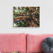 Rustige Olijfboom Canvas Afdruk (Insitu (Woonkamer))