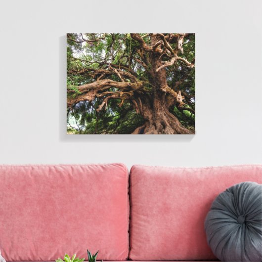 Rustige Olijfboom Canvas Afdruk (Insitu (Woonkamer))