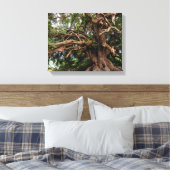 Rustige Olijfboom Canvas Afdruk (Insitu (Slaapkamer))